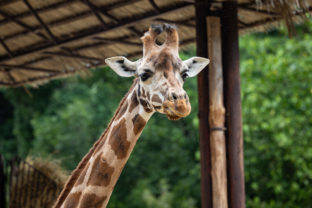 ZOO: Komentované kŕmenie žiráf