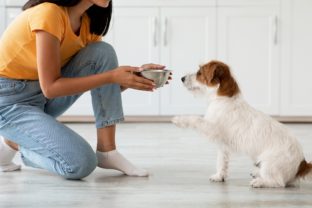 Fluffy dog waiting for food, unrecognizable woman feeding pet
