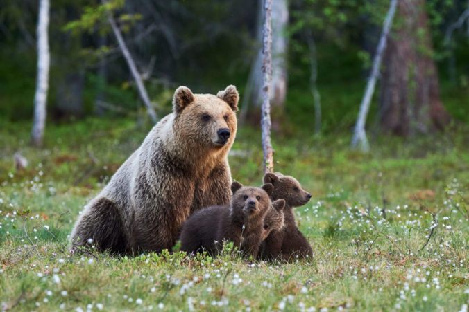 Medveď, medvedica, mláďa