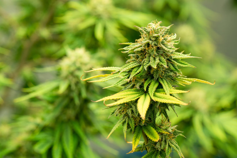Marihuana, konope