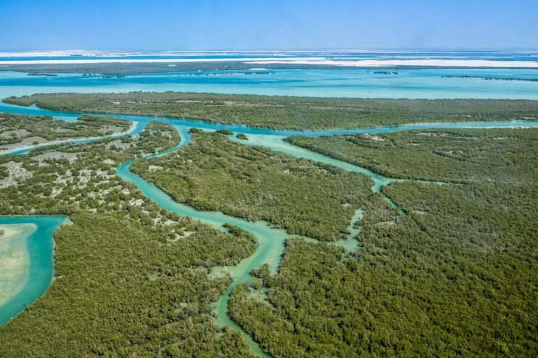 Modrá uhlíková revolúcia: Posun v ochrane oceánov a boji proti zmene prostredia