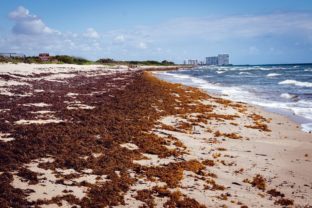 Nebezpečné baktérie požierajúce mäso zaplavili pláže v tejto dovolenkovej destinácii