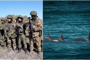 delfíny, Rusi, vojna