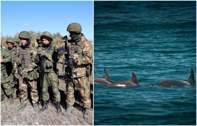 delfíny, Rusi, vojna