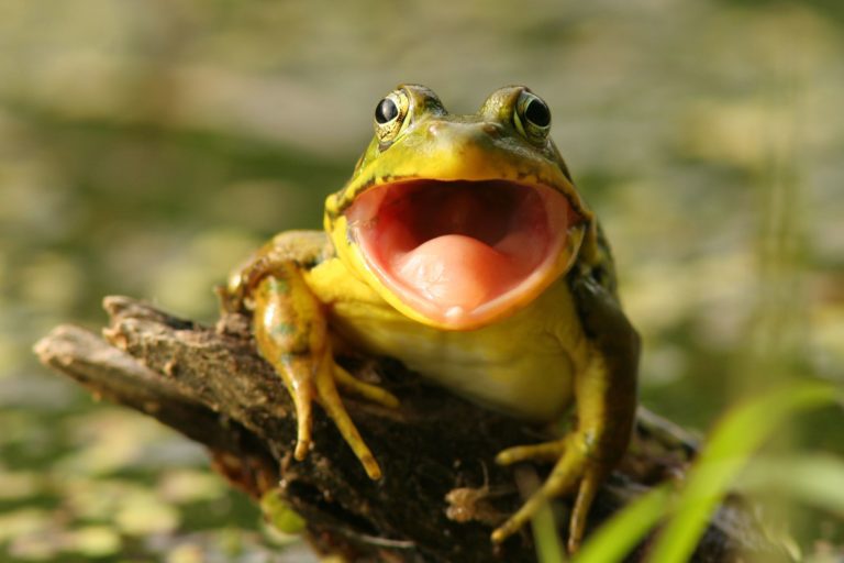 Žaba