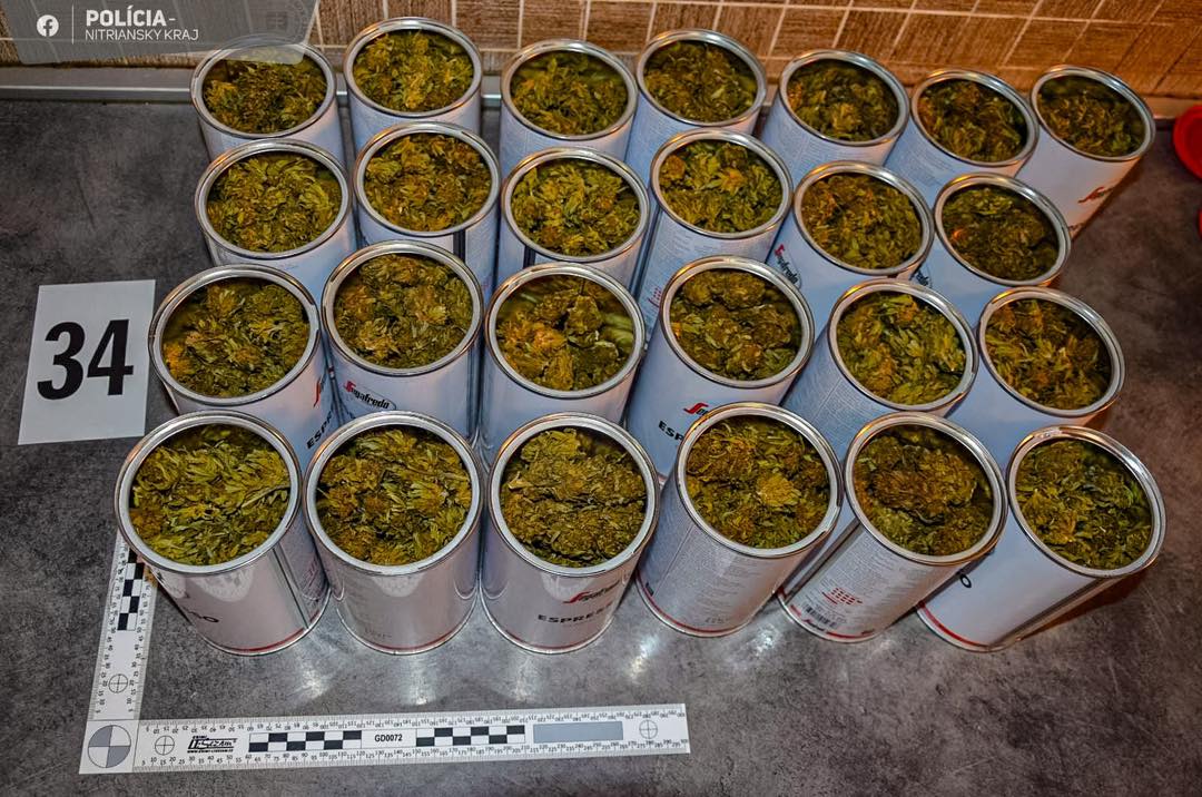 Zaistená marihuana