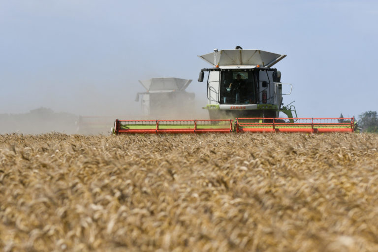 žatva, pšenica, kombajn, pole