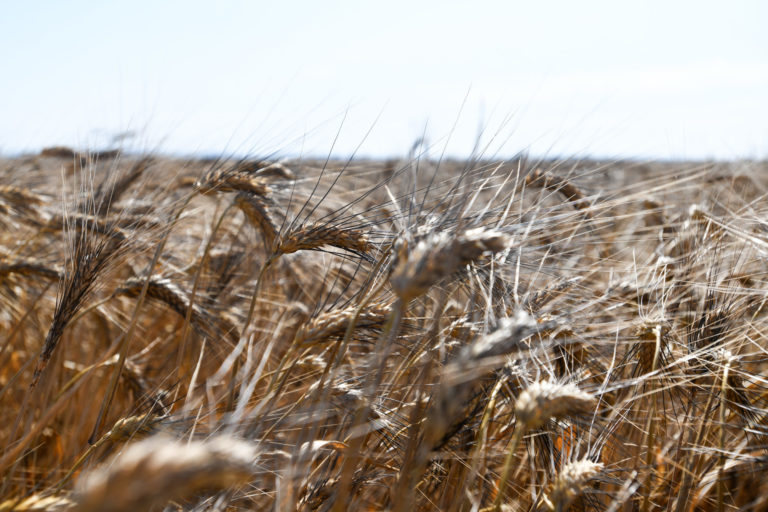 žatva, pšenica, kombajn, pole