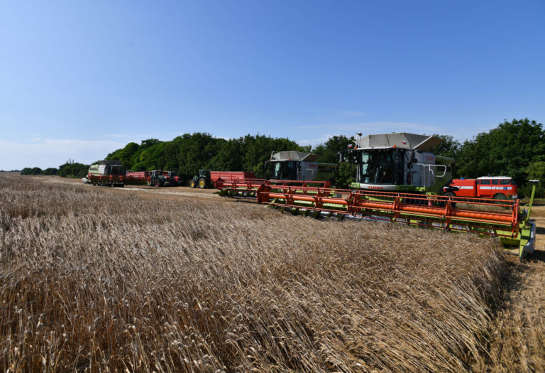 žatva, pšenica, kombajn, pole