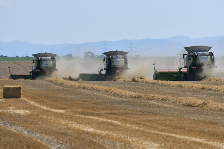 žatva, pšenica, kombajn, pole