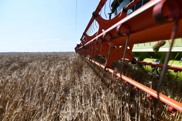 žatva, pšenica, kombajn, pole