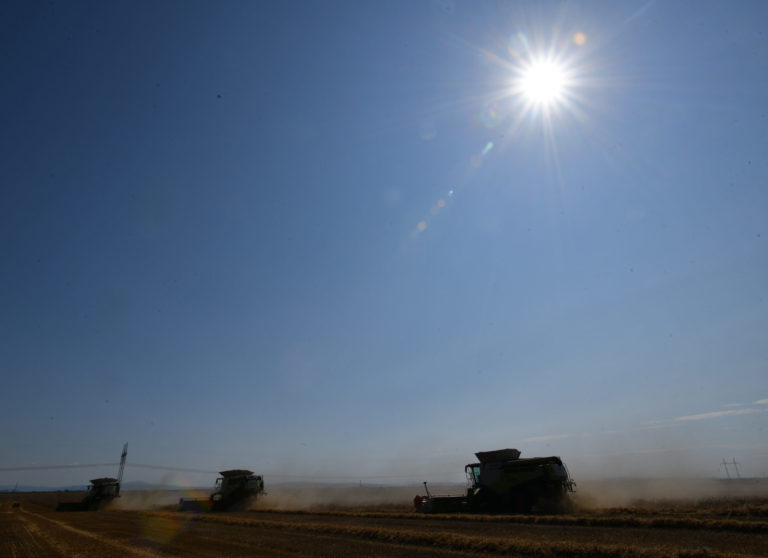 žatva, pšenica, kombajn, pole