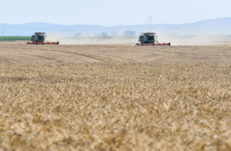 žatva, pšenica, kombajn, pole