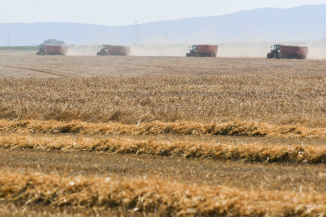 žatva, pšenica, kombajn, pole