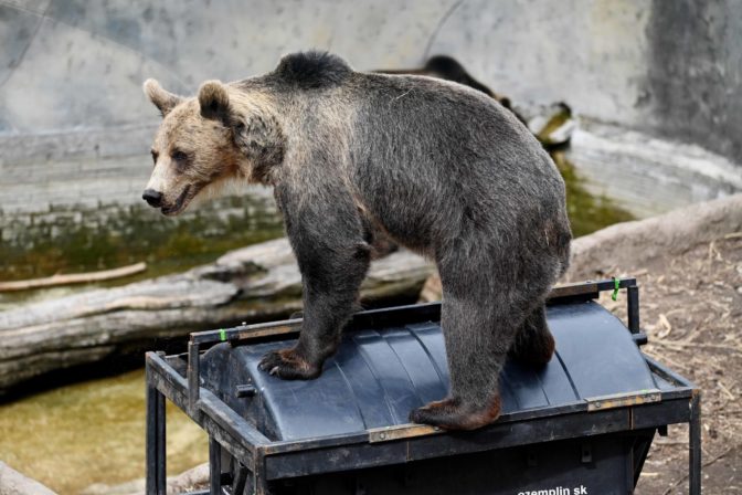 BOJNICE: Testovanie kontajnera medvedmi
