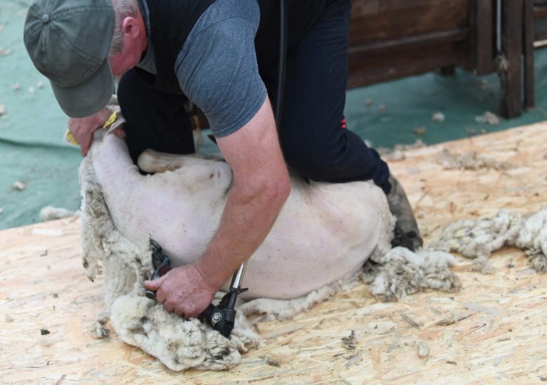 Majstrovstvá Slovenska v strihaní oviec