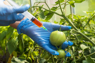 GMO, potravinárstvo