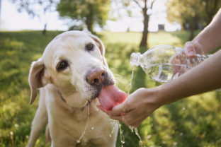 Dog drinking water from plastic bottle in nature"n