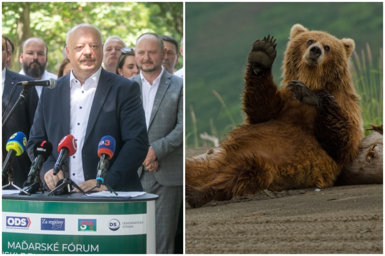 Maďarské fórum, medvede