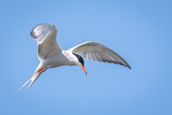 Closeup of a Common tern flying in the air