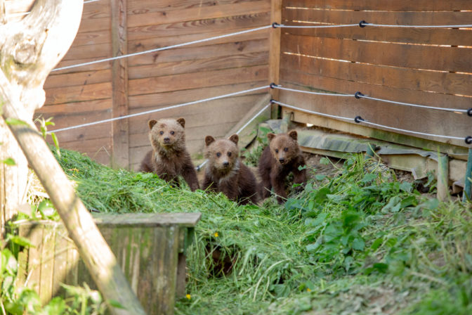 medvede, medveď hnedý