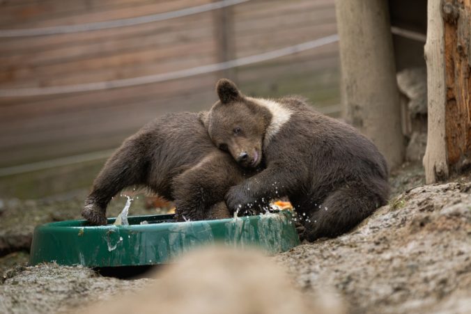 medveď hnedý, medvede na Slovensku