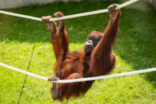 ZOO: Svetový deň orangutanov