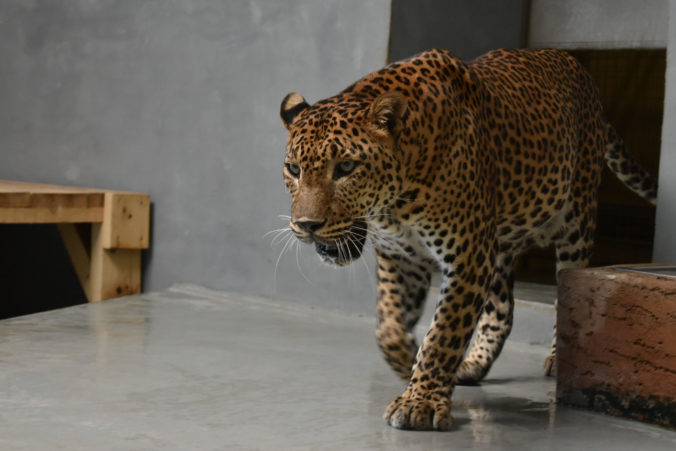 ZOO: Nový leopard v bratislavskej ZOO