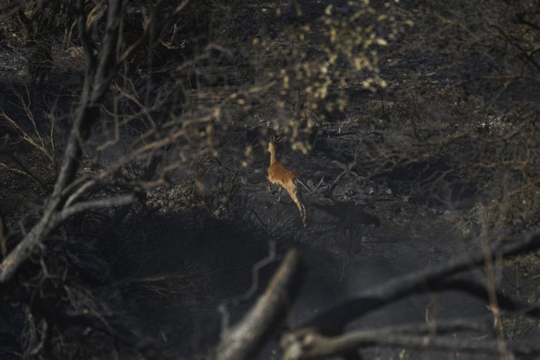 Lesné požiare v Grécku