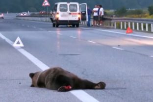 Medveď, dopravná nehoda