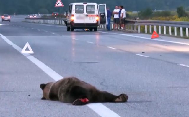 Medveď, dopravná nehoda