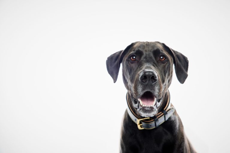 22.11.22_dogs_mpcstudiowhite 8.jpg