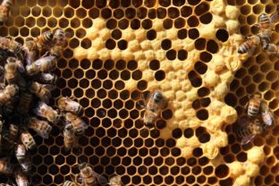 Ako zachrániť včely? Vedci objavili nečakaného spojenca