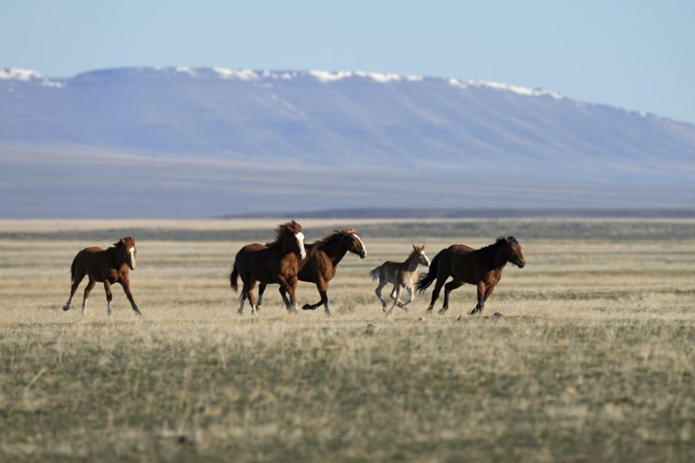 Nevada, kone, indiánska rezervácia