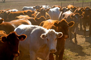 Chovatelia dobytka v Európe hľadajú cesty k ekologickému poľnohospodárstvu, je riešením tráva?