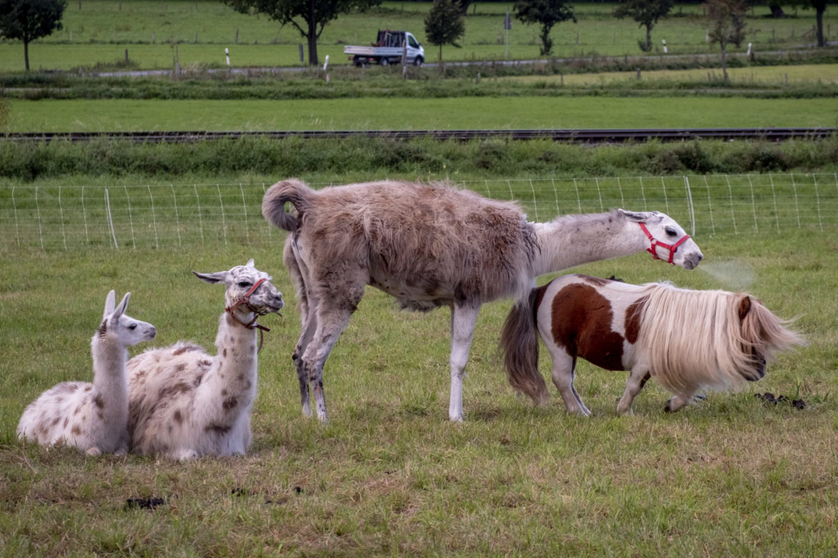 Lama