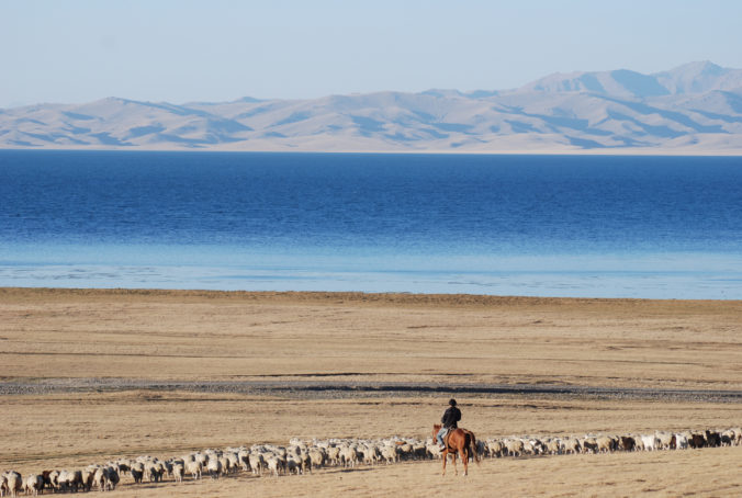 Kirgizstan, ovce, pastier