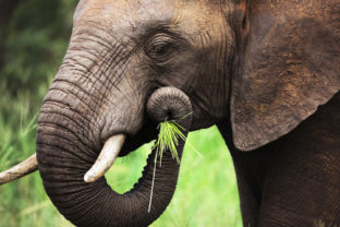 Staroveký poklad z lode môže pomôcť zachrániť slony