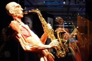 Body Worlds, Výstava mŕtvych tiel