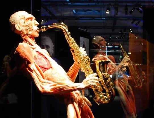 Body Worlds, Výstava mŕtvych tiel