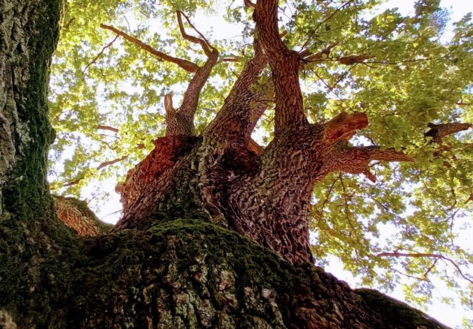 Pállfyovský dub spomienok, strom roka