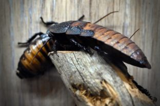 VÝSTAVA: Pozoruhodné šváby - Nepanikárte!