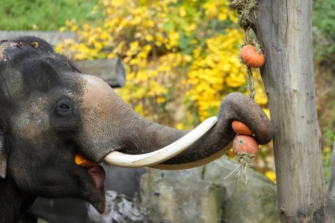 Pražská zoo