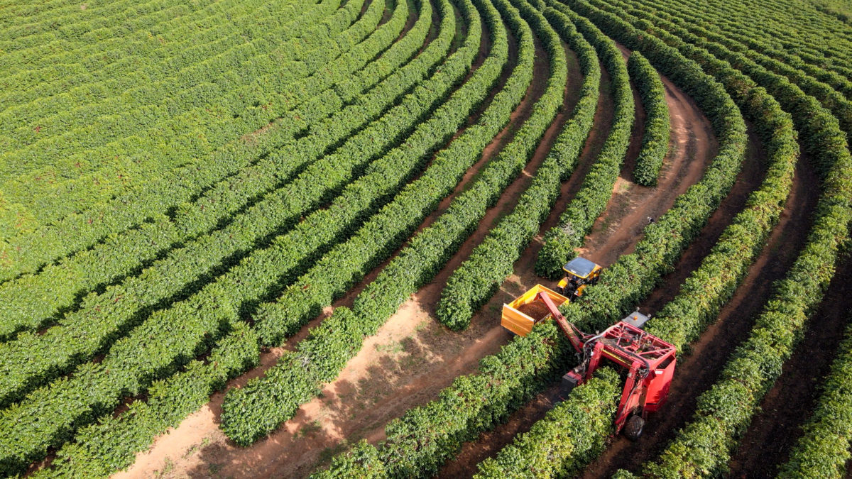 Aerial view of coffee plantation in Brazil