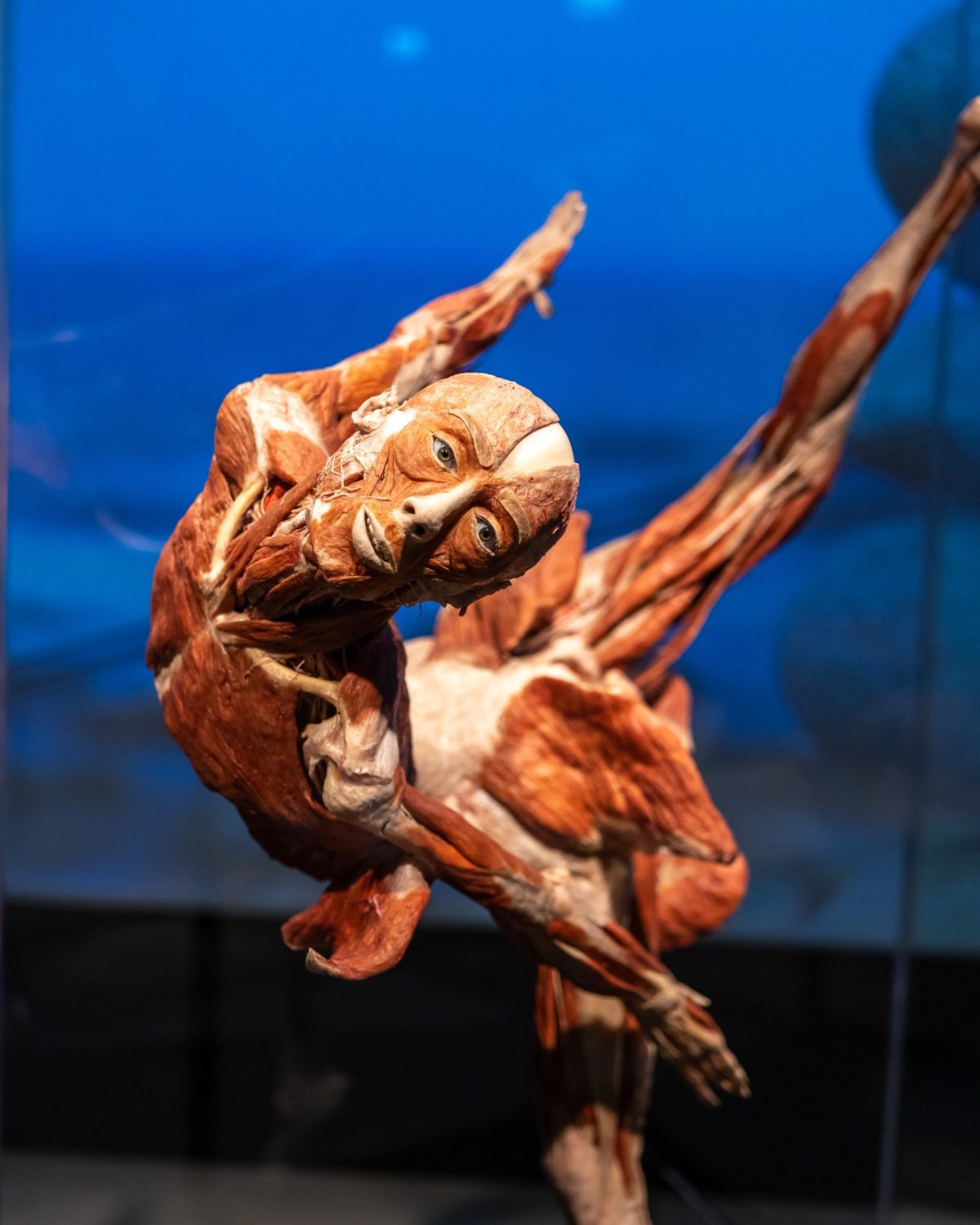 Body Worlds, výstava mŕtvych tiel