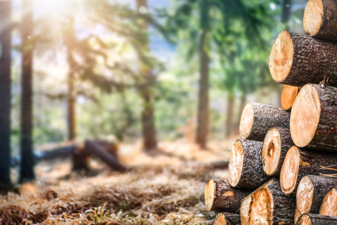 Forest pine and spruce trees. Log trunks pile,  the logging timb