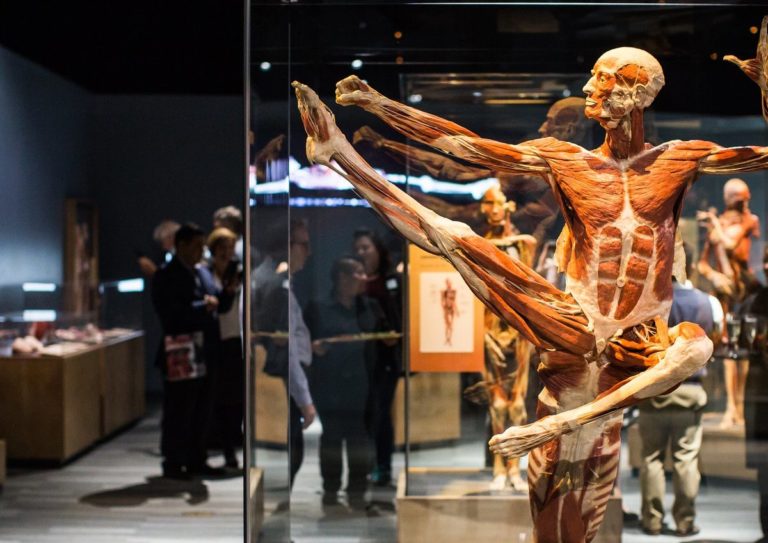 Body Worlds, výstava mŕtvych tiel