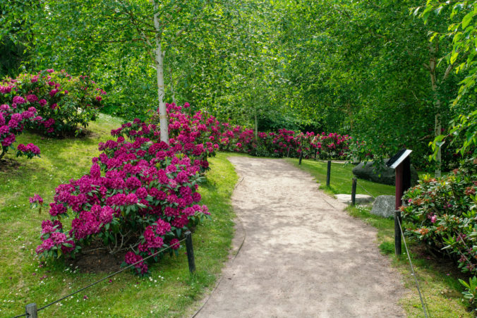 Amazing red rhododendron bush blossoms  and ground path in   japanese garden in Tallinn in  big Kadriorg park