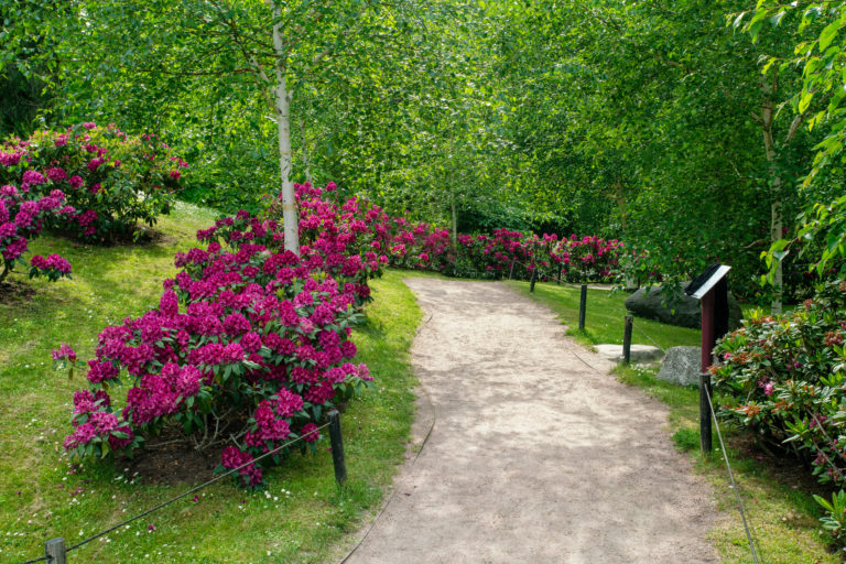 Amazing red rhododendron bush blossoms  and ground path in   japanese garden in Tallinn in  big Kadriorg park