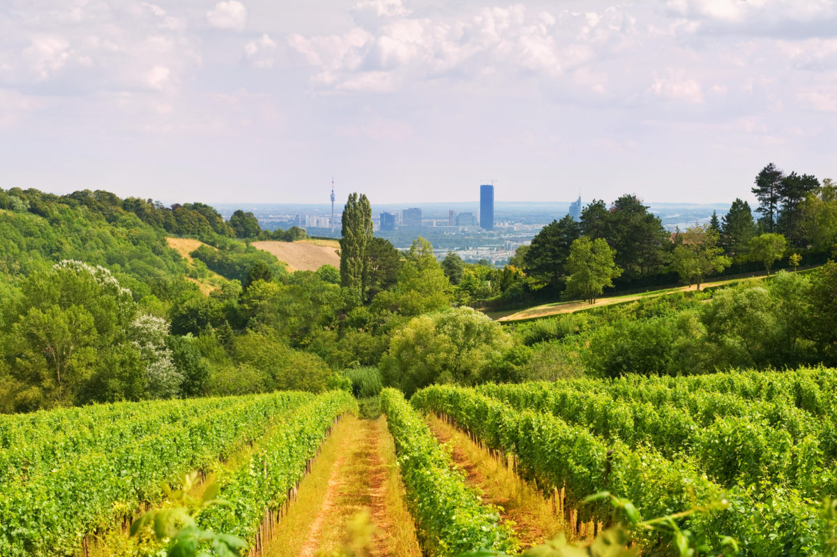 Viennese wine yard
